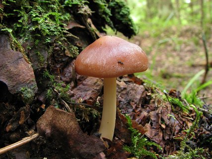 Gymnopus ocior