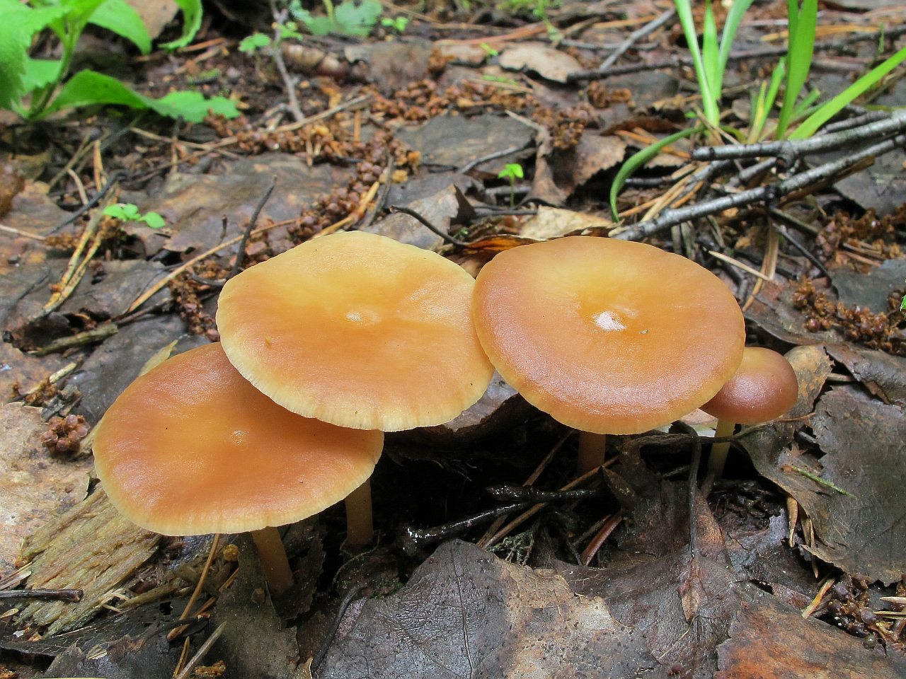 Gymnopus ocior