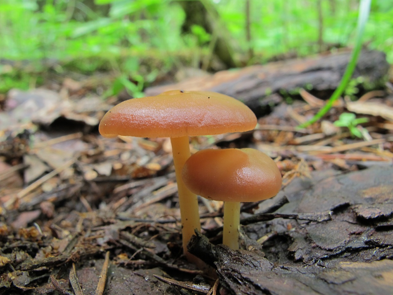 Gymnopus ocior