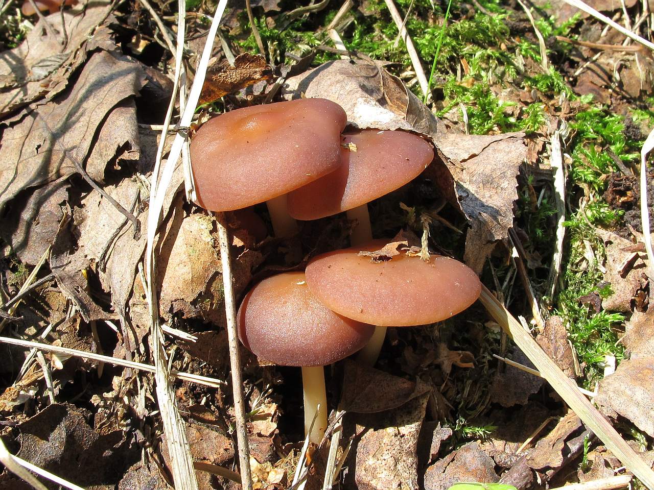 Gymnopus ocior