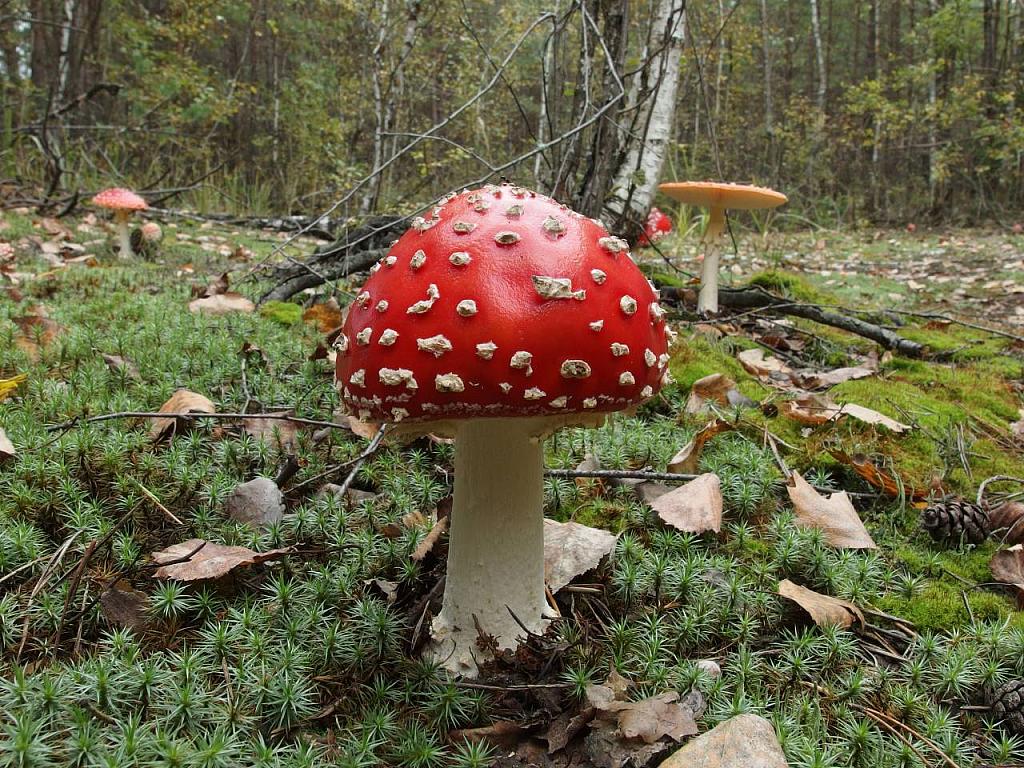 Amanita muscaria