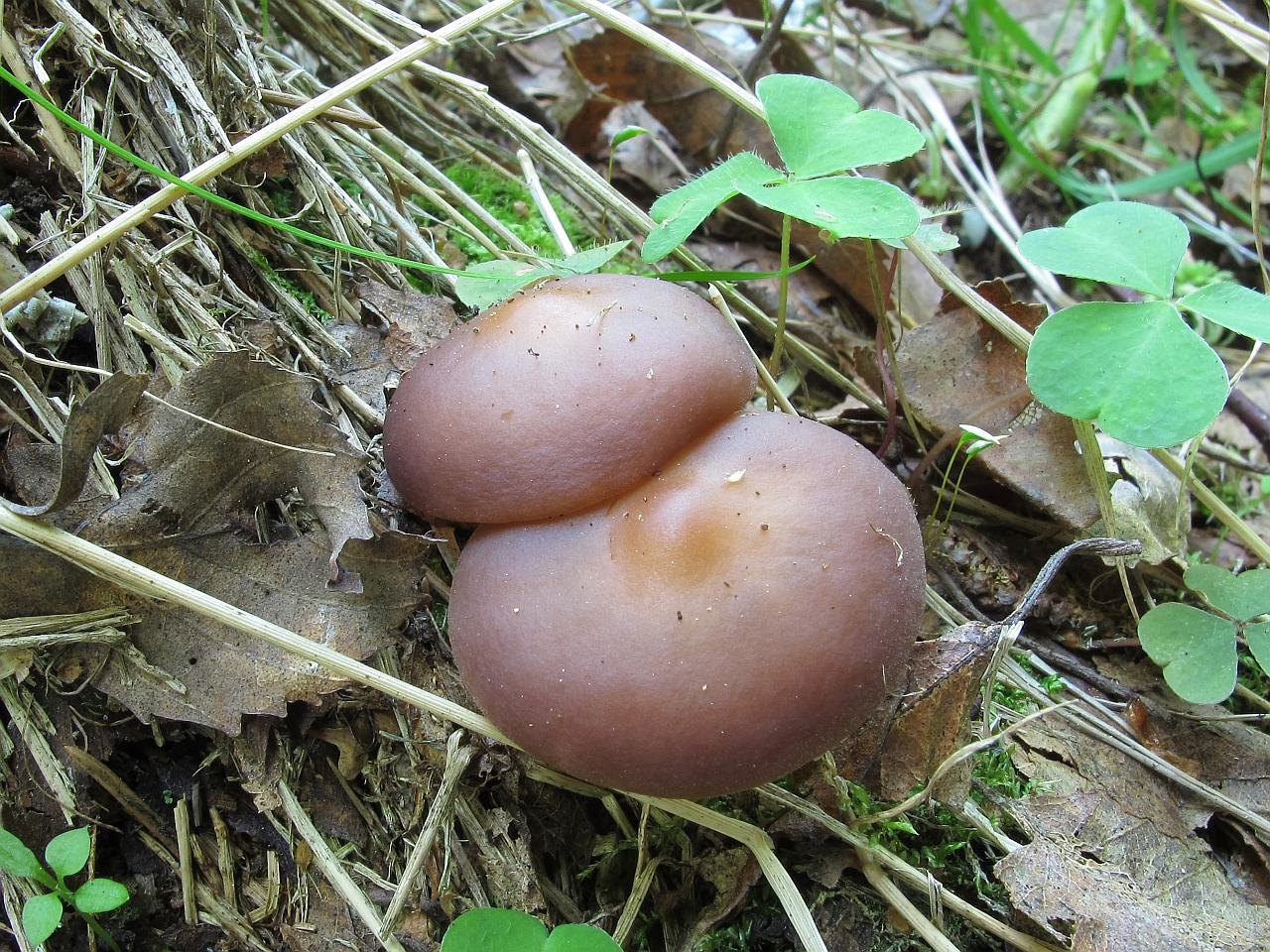 Gymnopus ocior