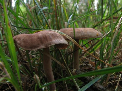 Gymnopus peronatus