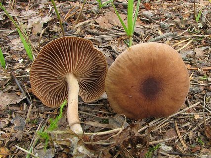 Gymnopus peronatus