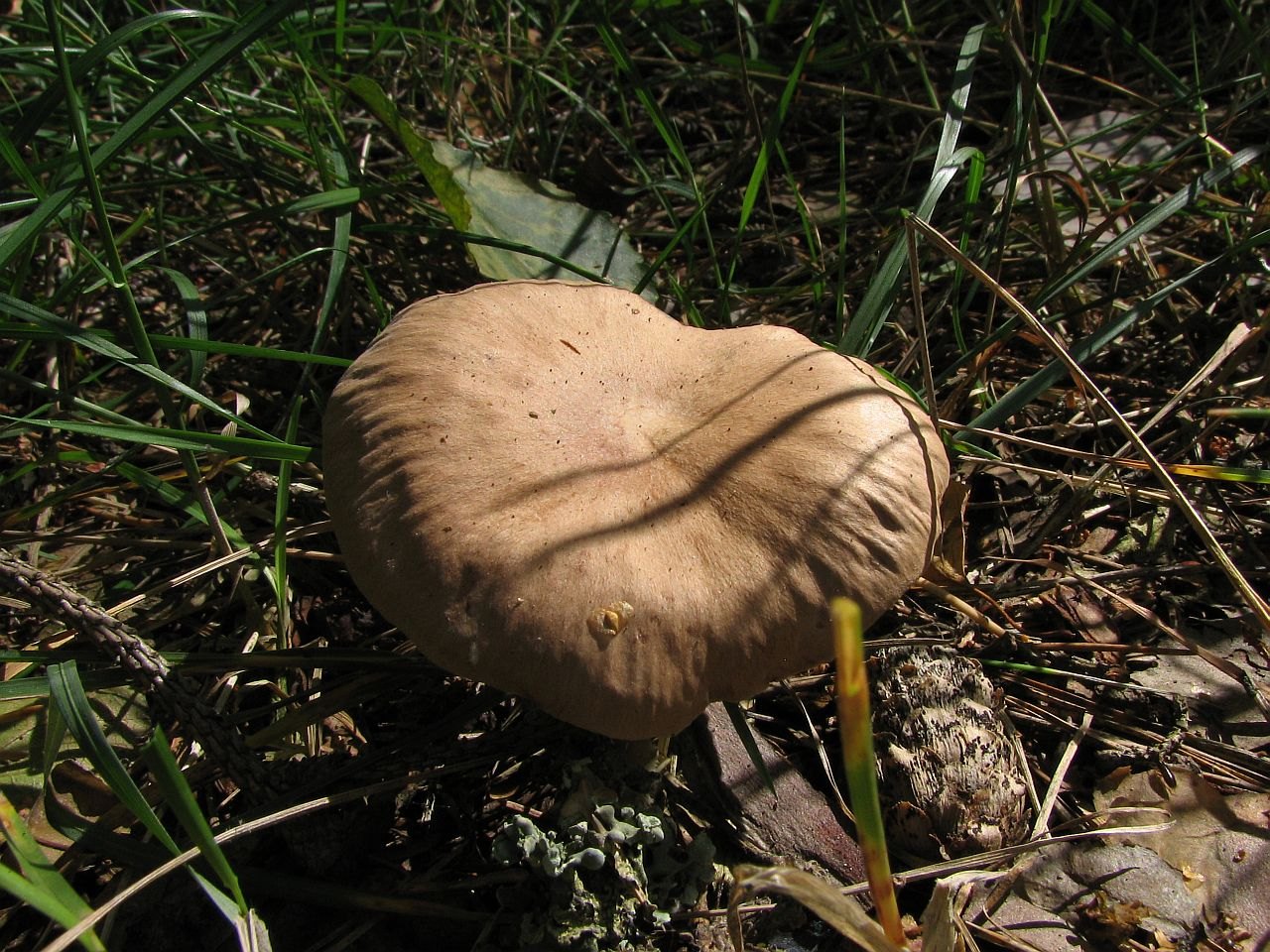 Gymnopus peronatus
