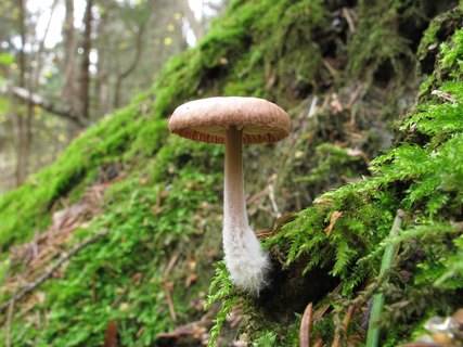 Gymnopus peronatus