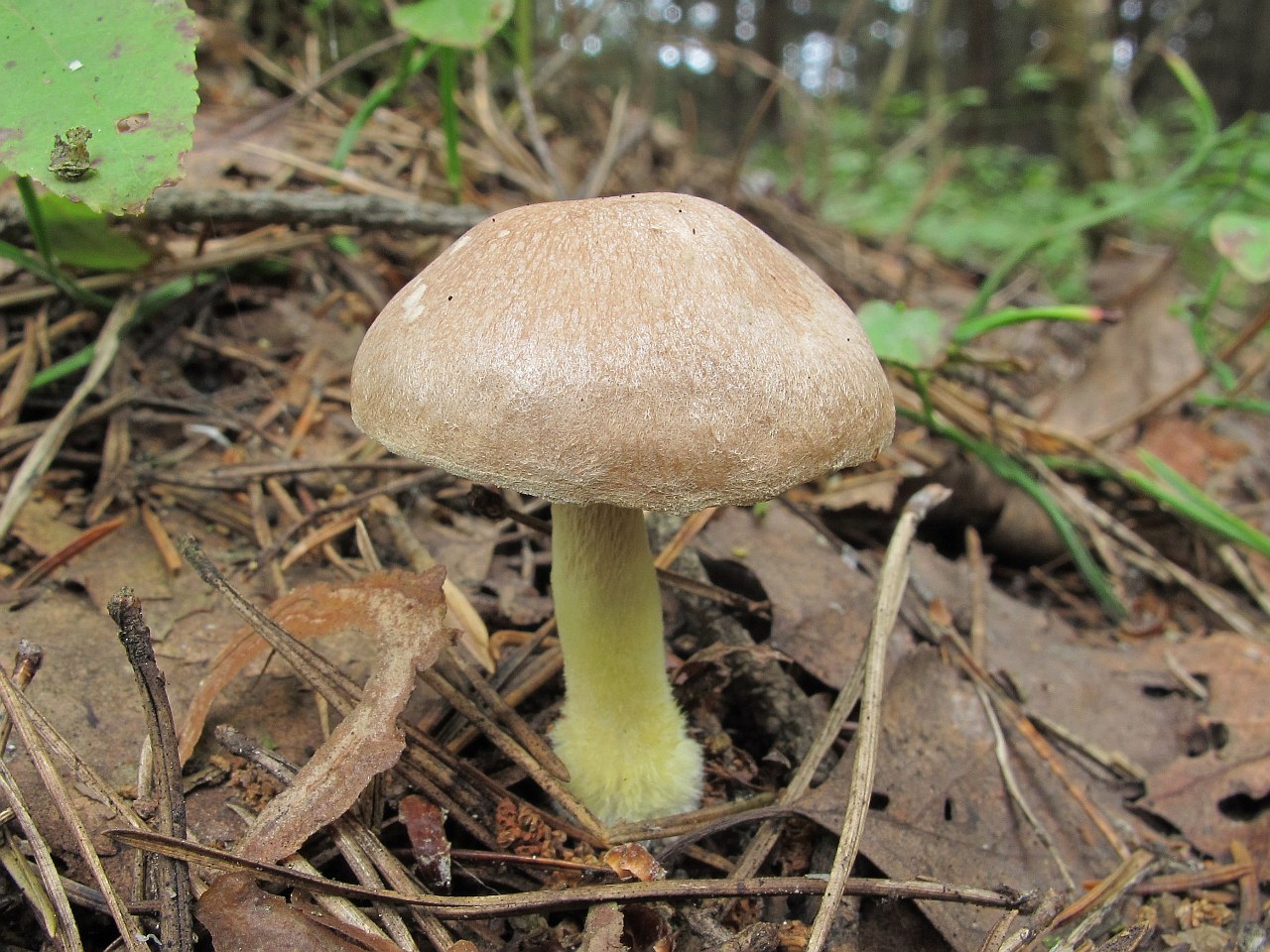 Gymnopus peronatus