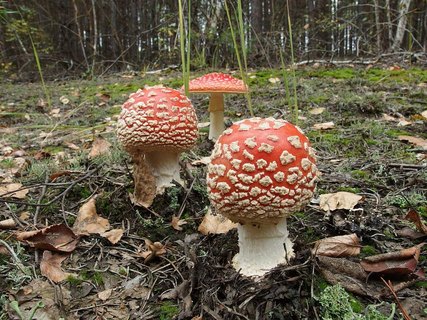 Amanita muscaria