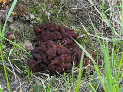 Gyromitra esculenta