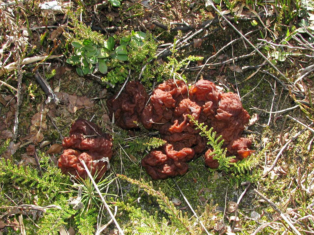 Gyromitra esculenta