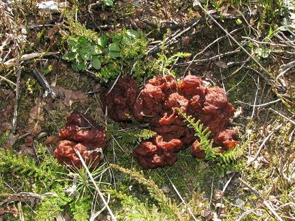 Gyromitra esculenta