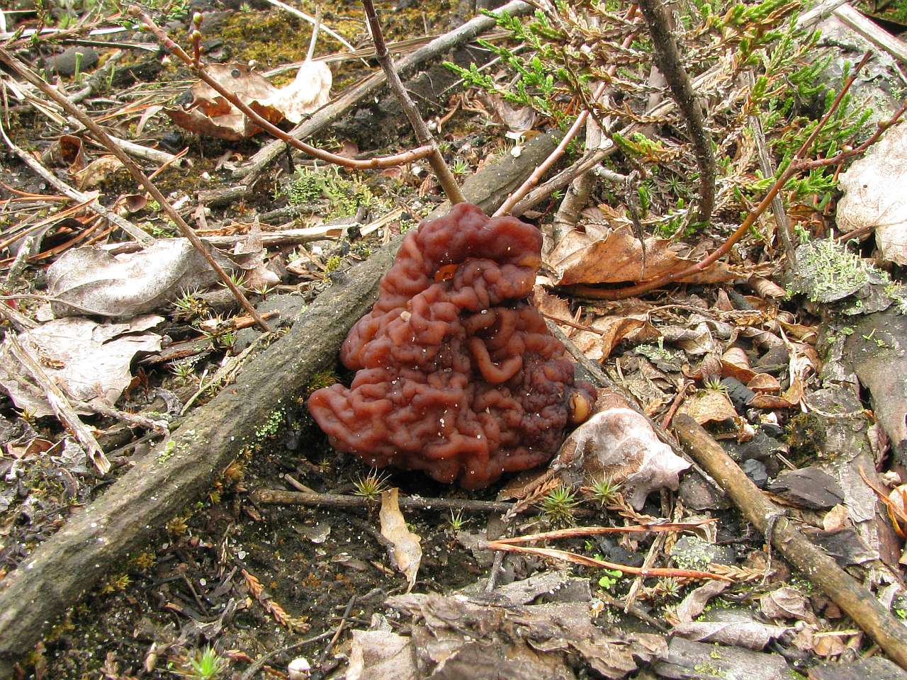 Gyromitra esculenta