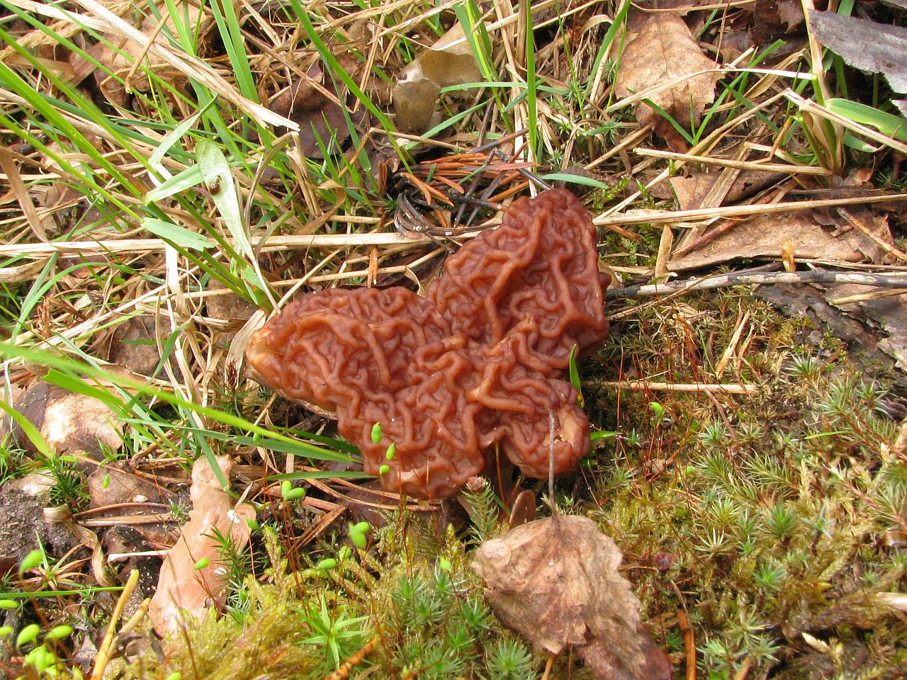 Gyromitra esculenta