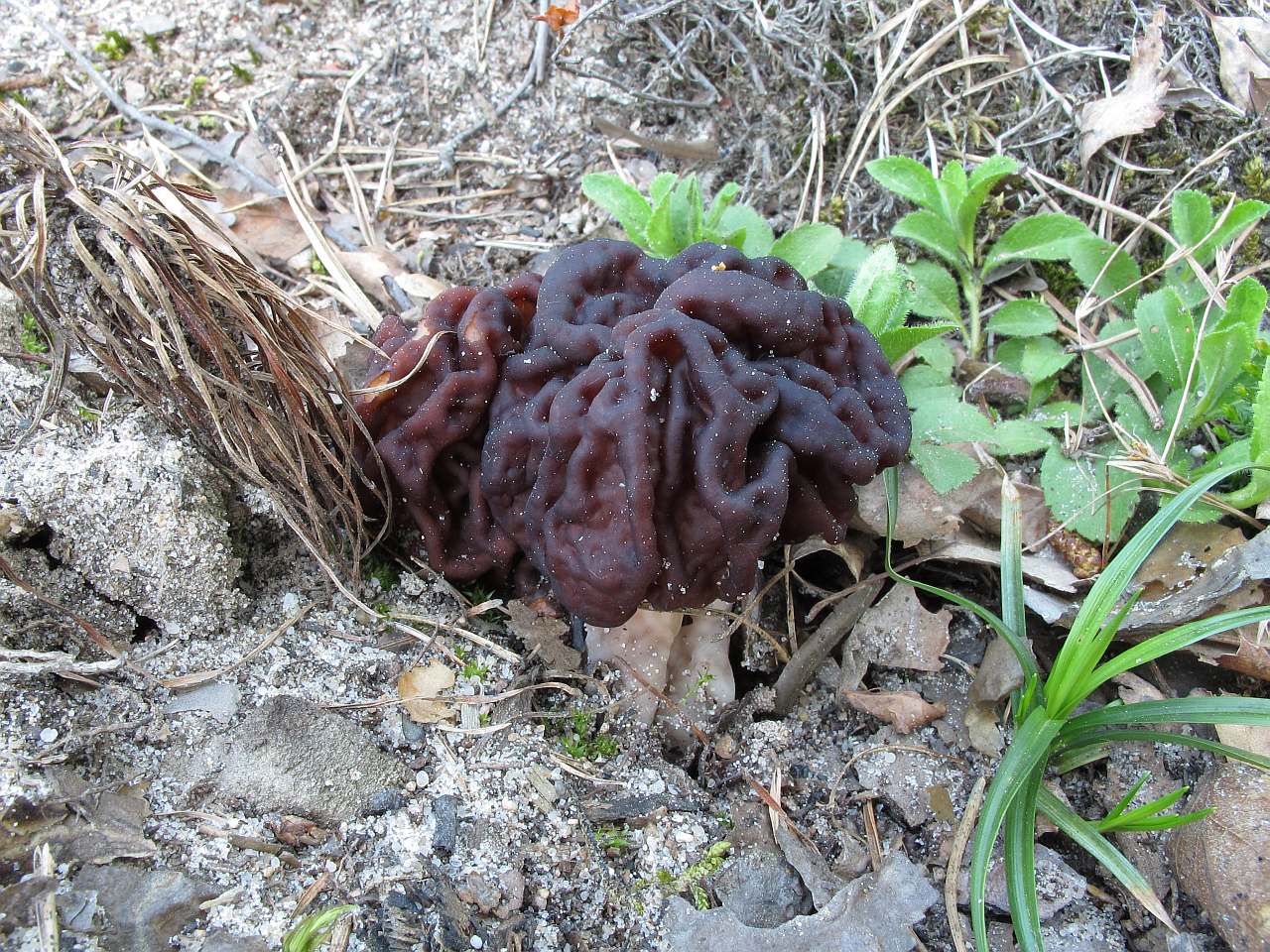 Gyromitra esculenta