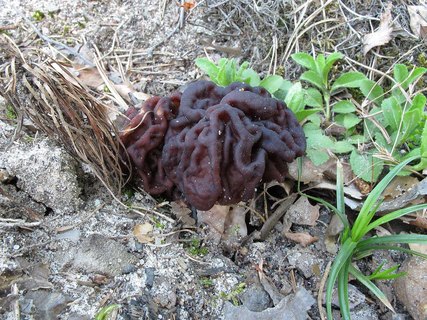 Gyromitra esculenta