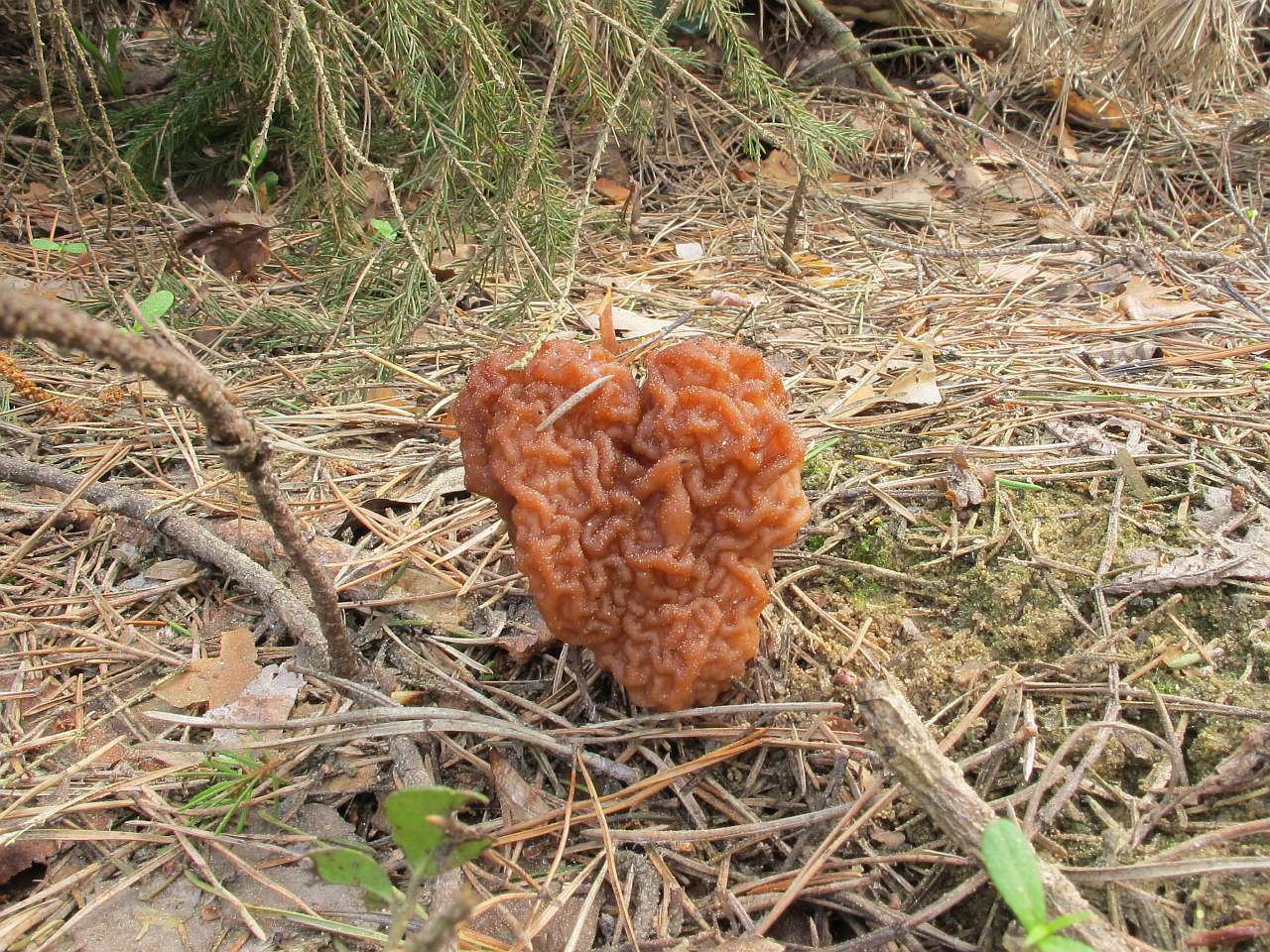 Gyromitra esculenta