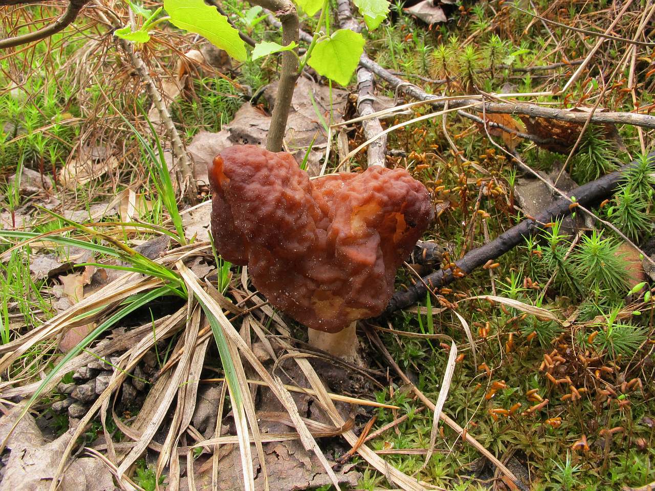 Gyromitra esculenta
