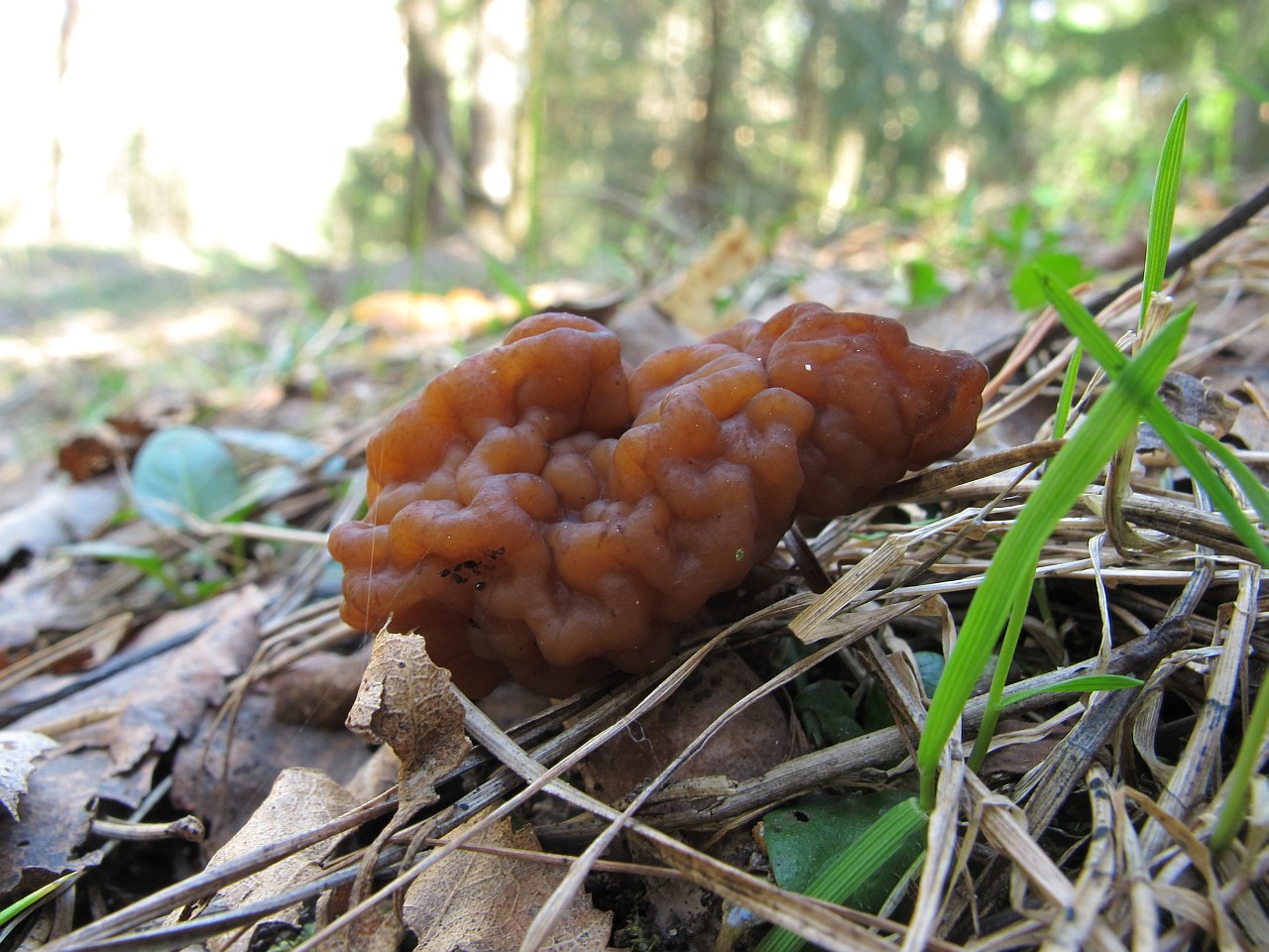 Gyromitra esculenta