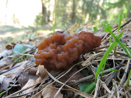 Gyromitra esculenta