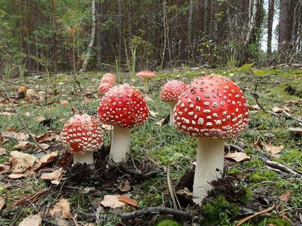 Amanita muscaria