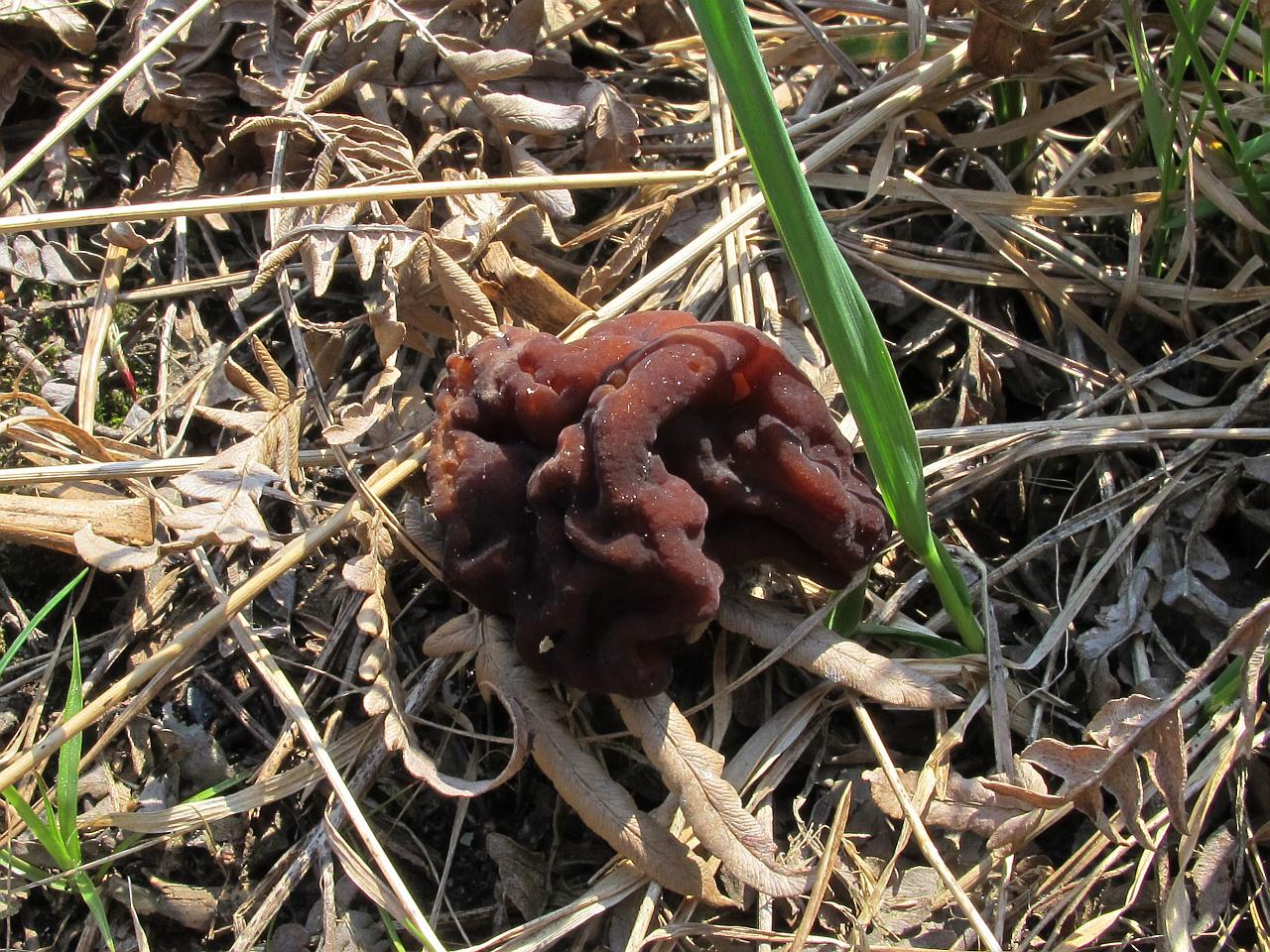 Gyromitra esculenta