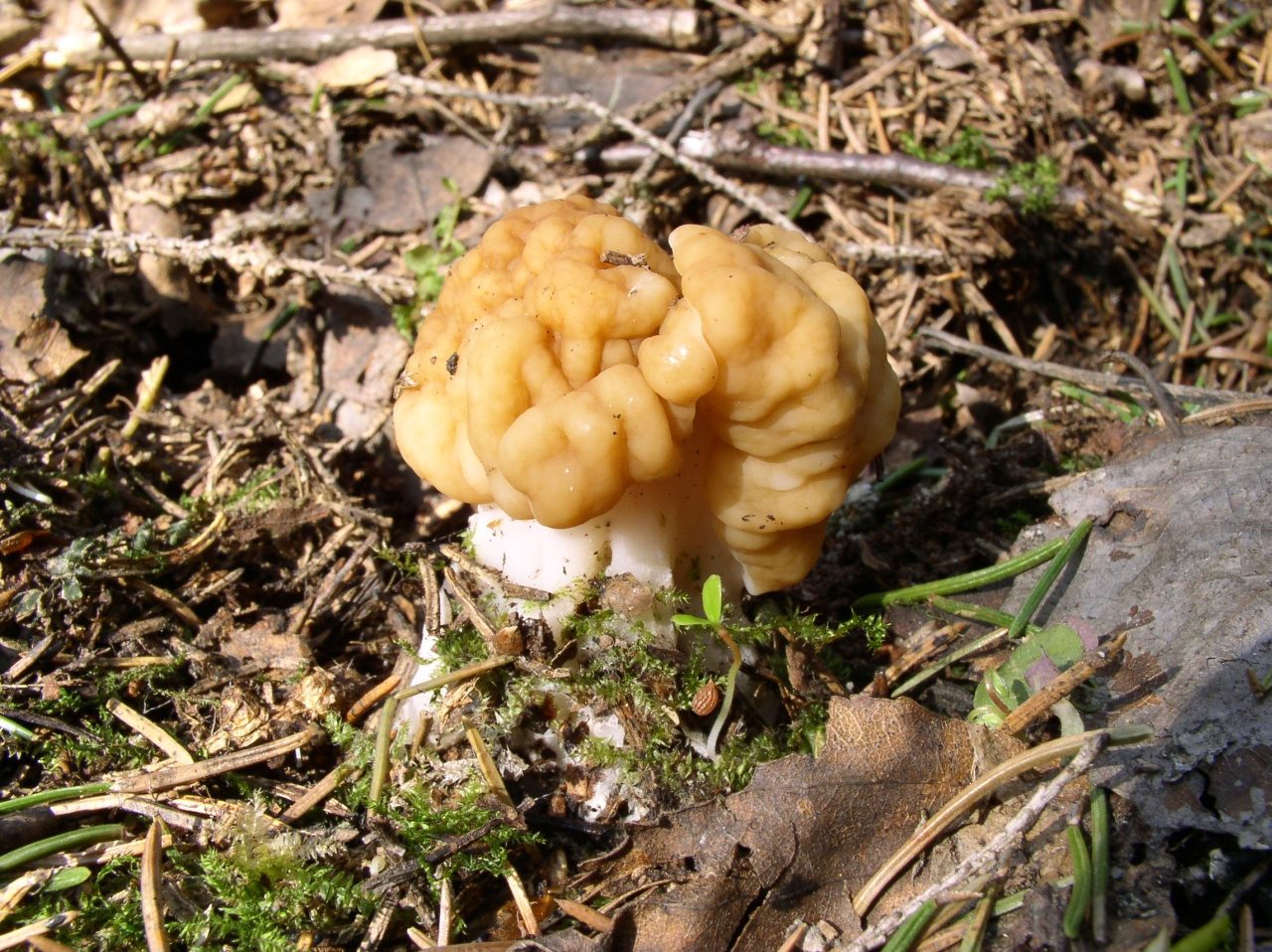 Gyromitra gigas