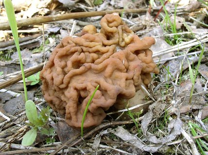 Gyromitra gigas