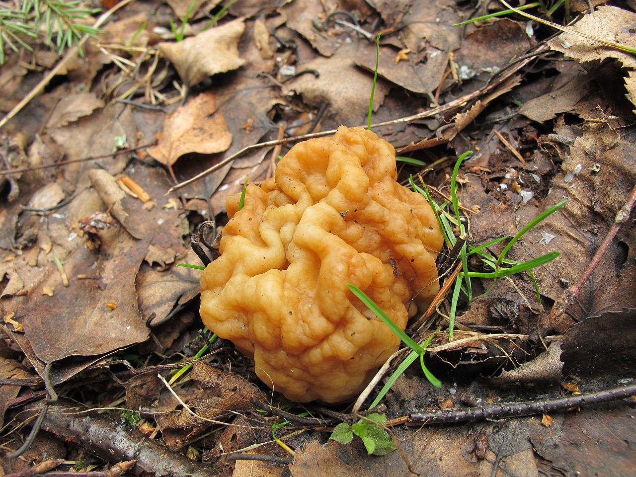 Gyromitra gigas