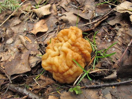Gyromitra gigas
