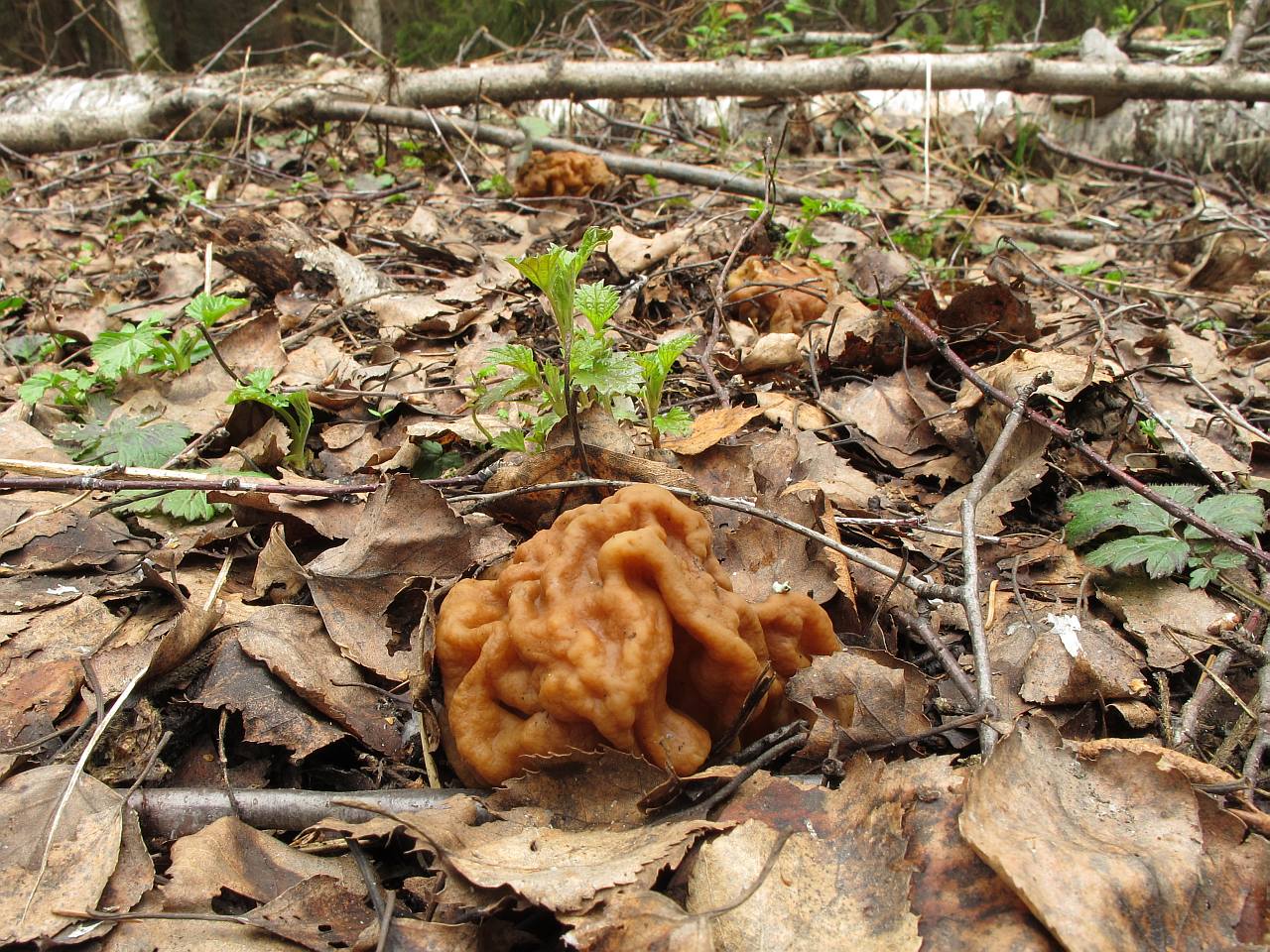 Gyromitra gigas