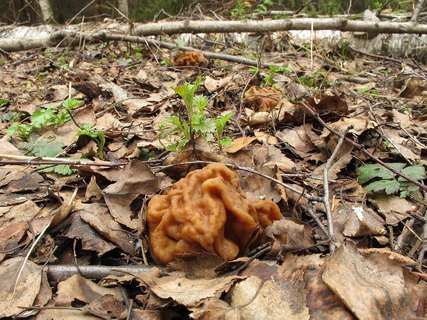 Gyromitra gigas