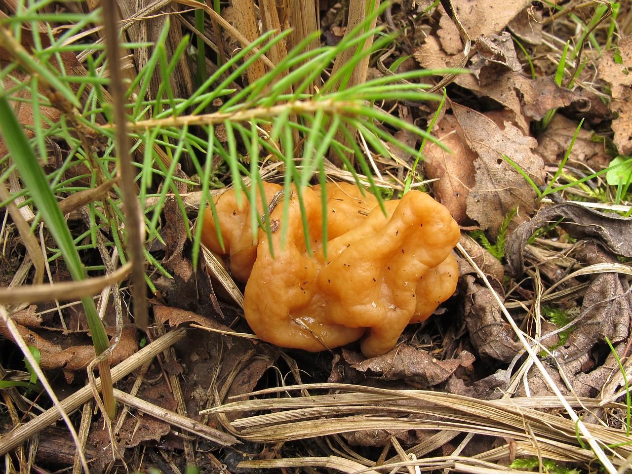 Gyromitra gigas