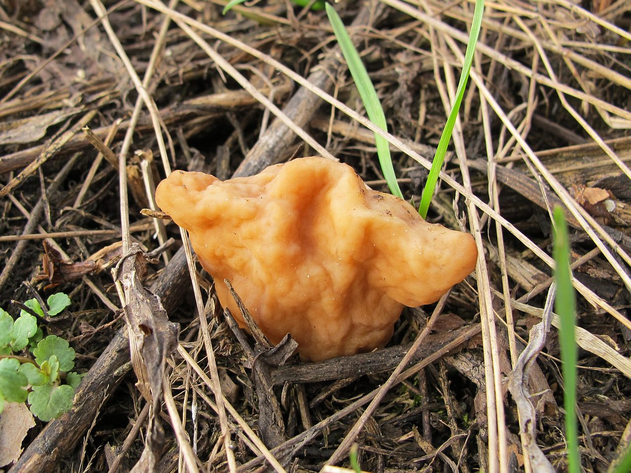 Gyromitra gigas