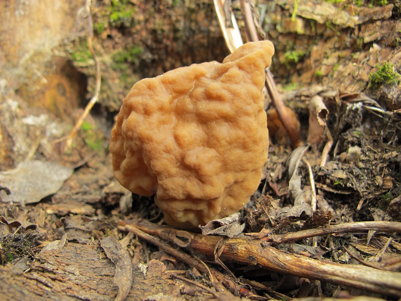 Gyromitra gigas
