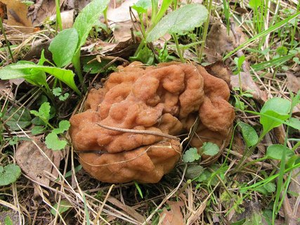 Gyromitra gigas