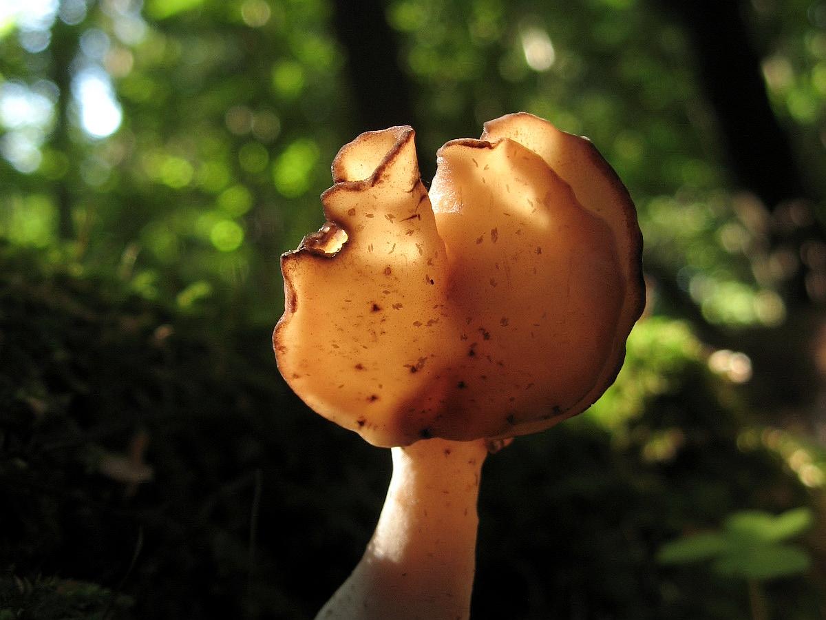 Gyromitra infula