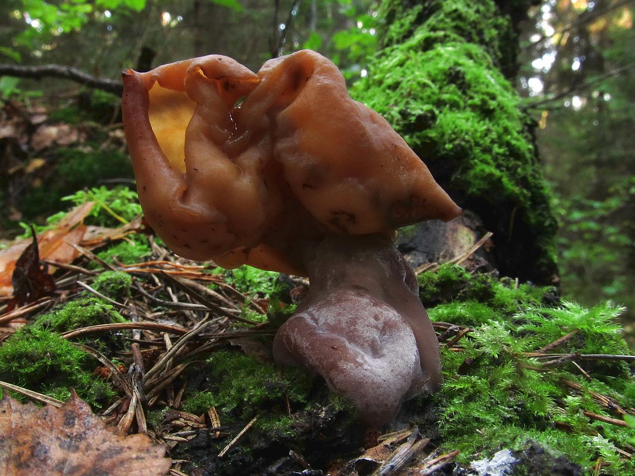 Gyromitra infula