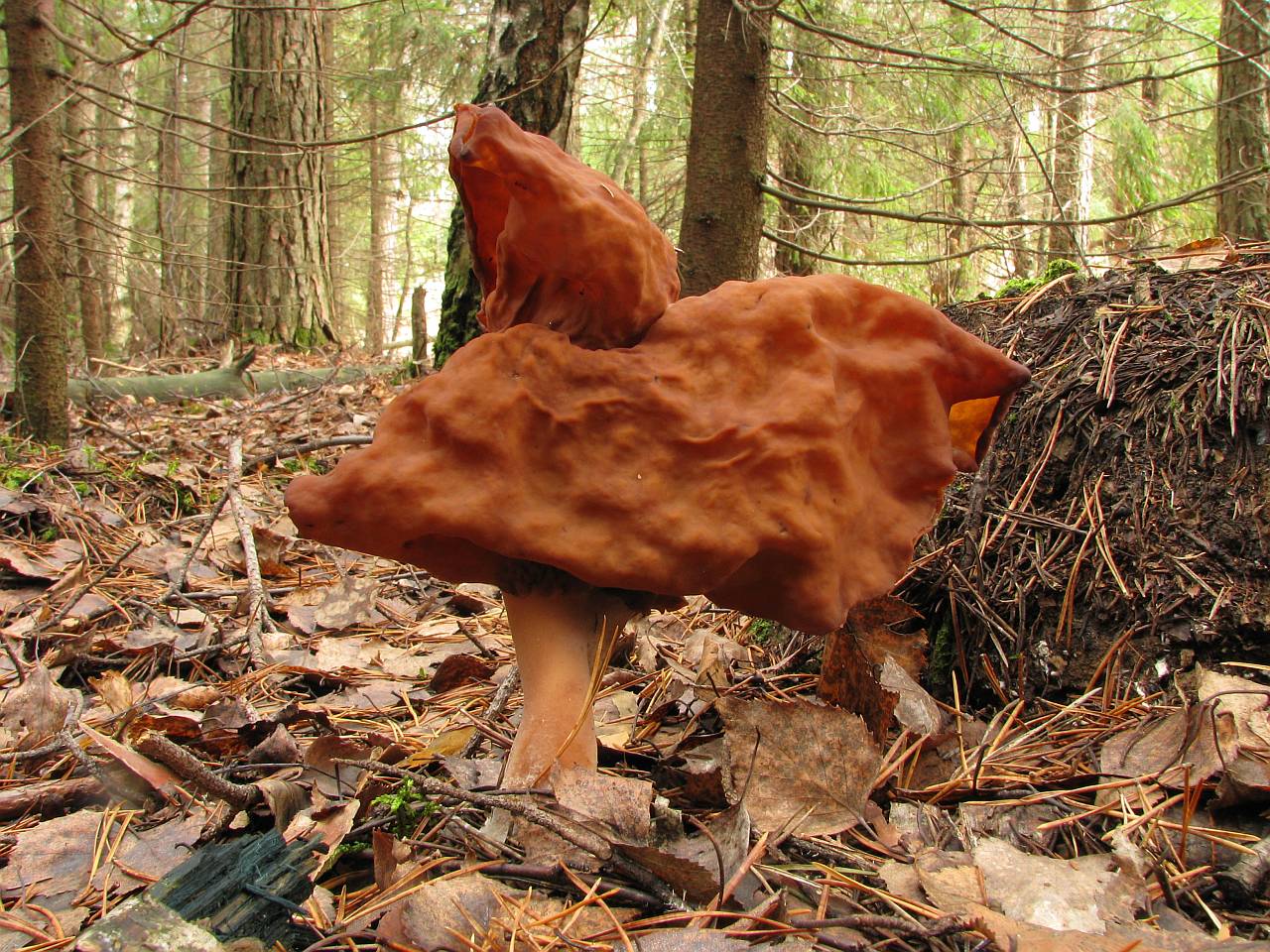 Gyromitra infula