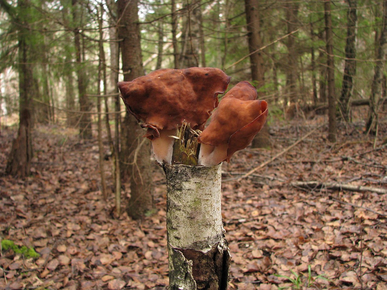 Gyromitra infula