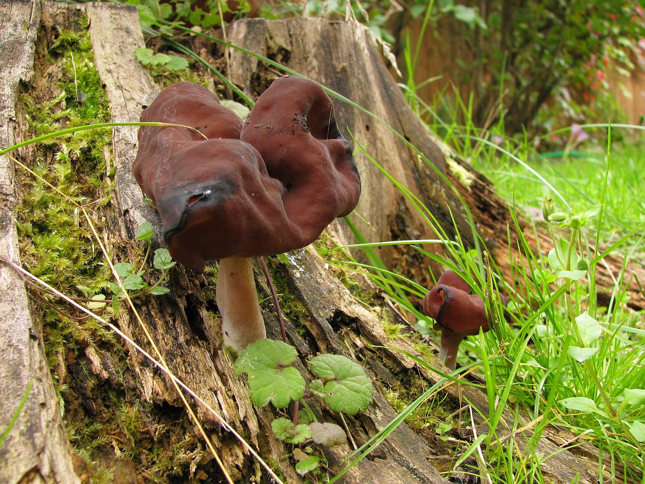 Gyromitra infula