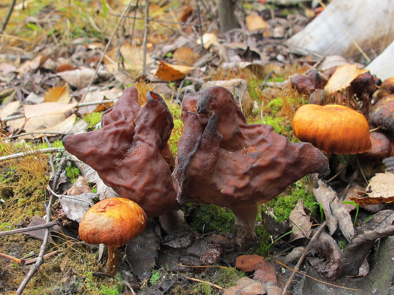 Gyromitra infula