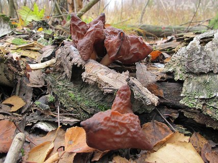 Gyromitra infula