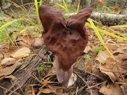 Gyromitra infula