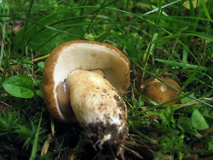Gyroporus castaneus