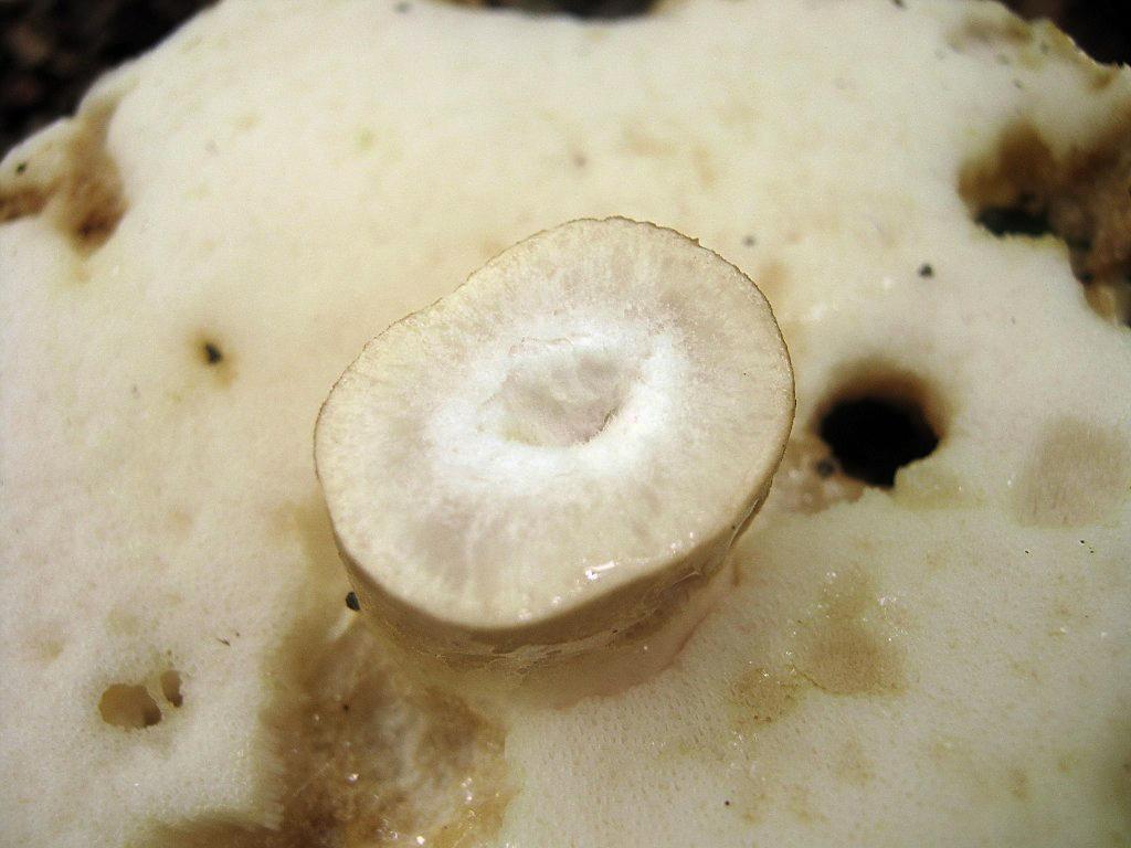 Gyroporus castaneus