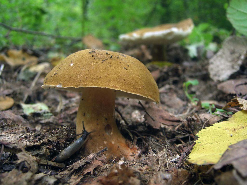 Gyroporus castaneus