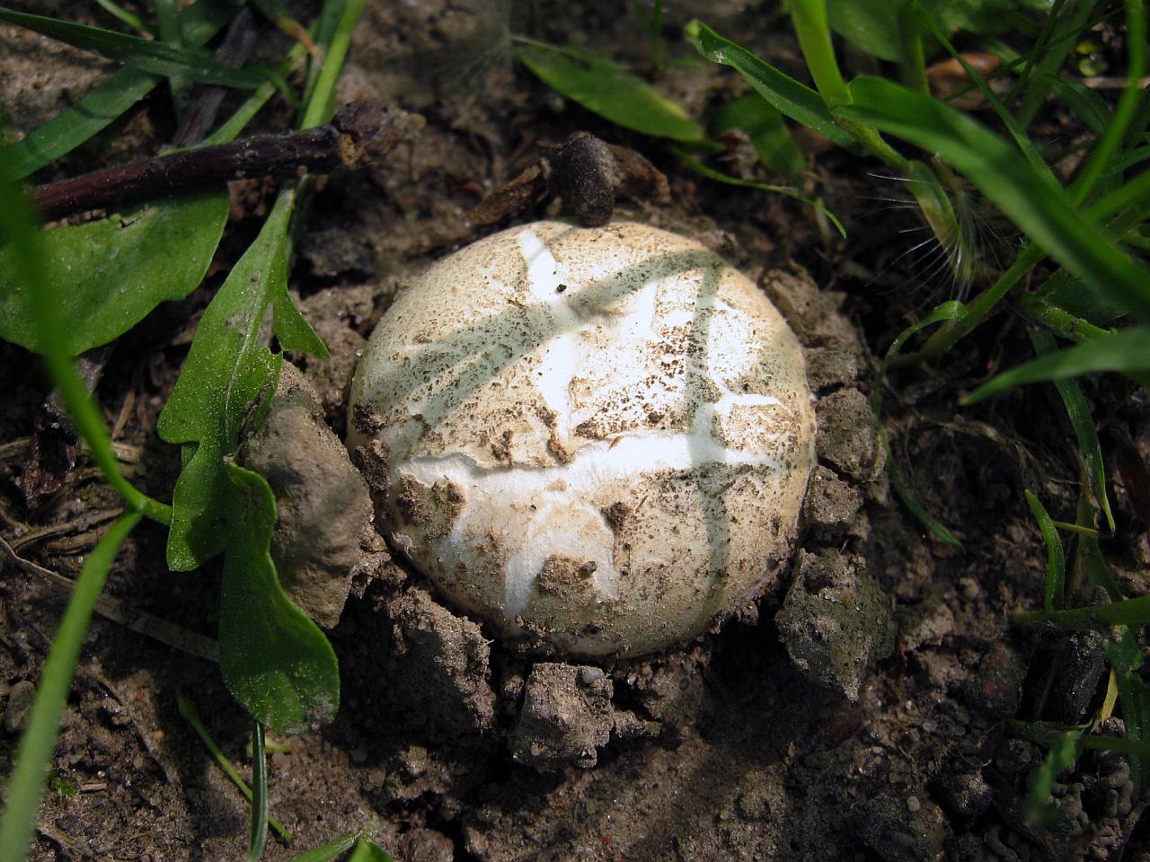 Agaricus bitorquis