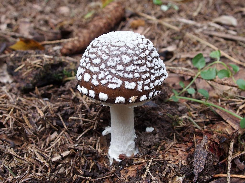 Amanita pantherina