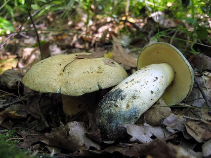 Gyroporus cyanescens