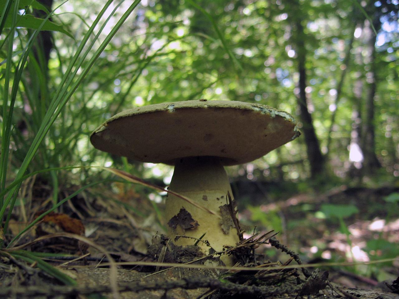 Gyroporus cyanescens